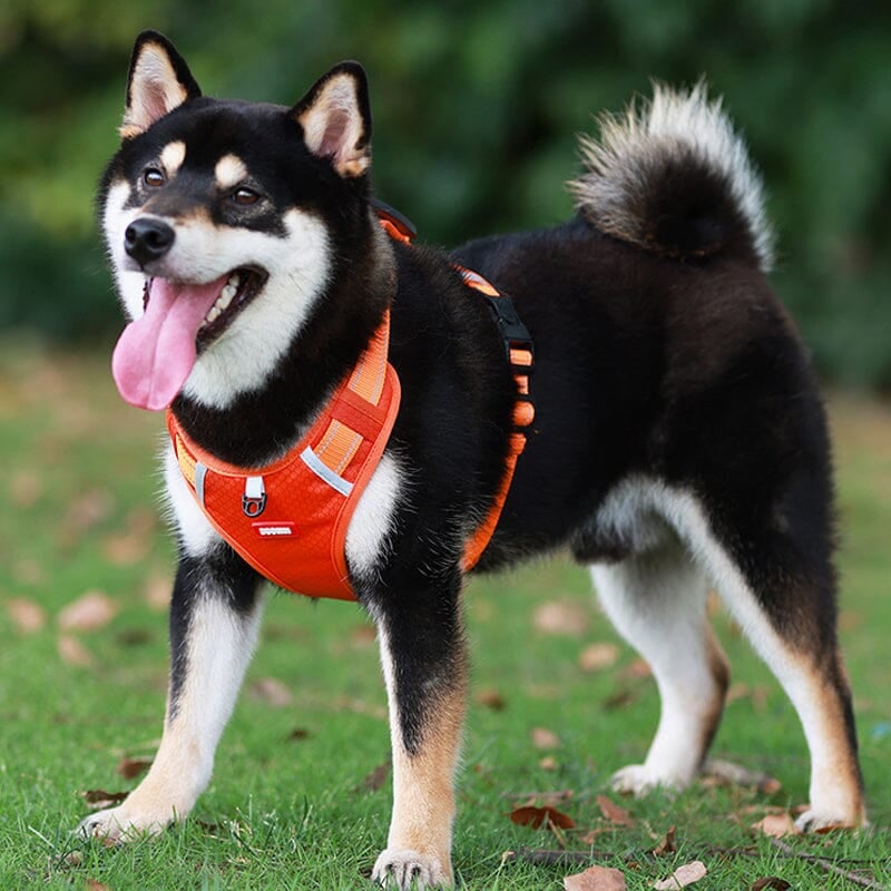 🔥Christmas Sale 49% OFF - Reflective Dog Chest Strap