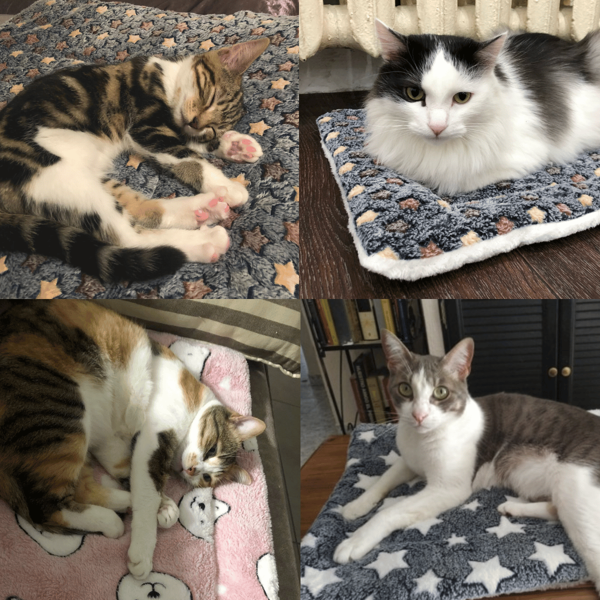 🎅Christmas Sale 50%OFF🐱Cosy Calming Pet Blanket🏆#1 Best Seller