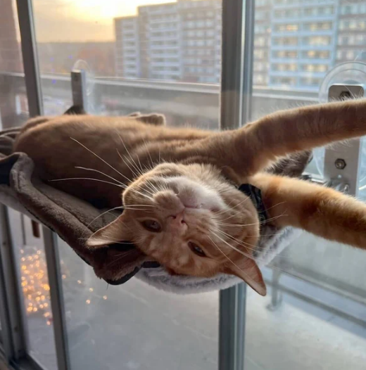 🎅Christmas Sale 50% OFF🐱Foldable Cat Hammock
